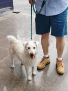 优良的宠物护理不只关乎宠物的健